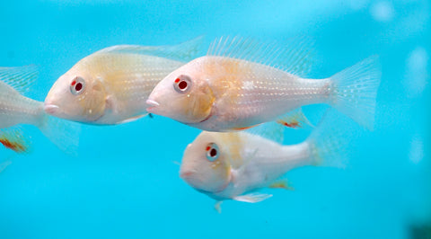 Albino Heckelii - Geopharus Cichlid Live Fish (Size 3.5"-4")