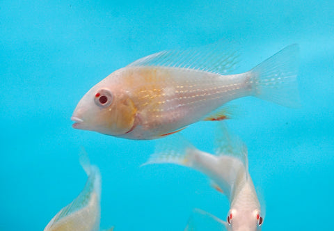 Albino Heckelii - Geopharus Cichlid Live Fish (Size 3.5"-4")