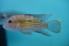 Green Terror Cichlid Live Fish (Size 3"-3.5")