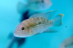 Green Terror Cichlid Live Fish (Size 3"-3.5")