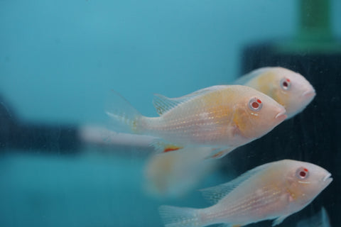 Albino Heckelii - Geopharus Cichlid Live Fish (Size 3.5"-4")