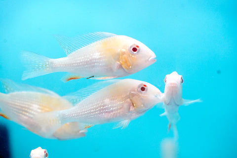 Albino Heckelii - Geopharus Cichlid Live Fish (Size 3.5"-4")