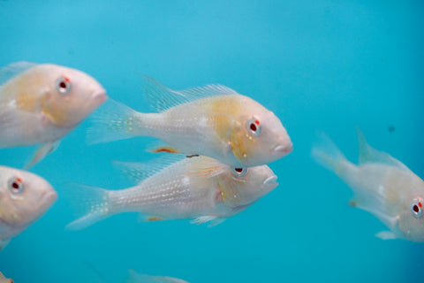 Albino Heckelii - Geopharus Cichlid Live Fish (Size 3.5"-4")