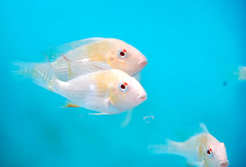 Albino Heckelii - Geopharus Cichlid Live Fish (Size 3.5"-4")