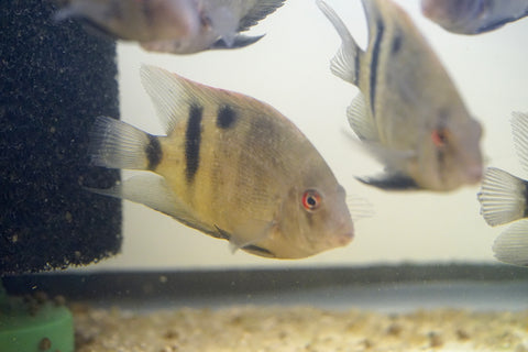 Panda Uaru Cichlid  - Live Fish (Size 3.5")