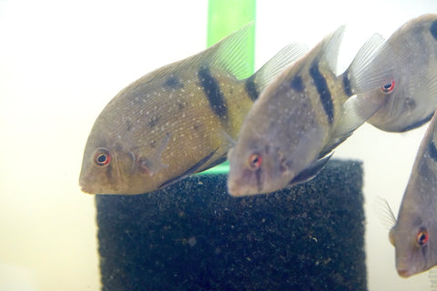 Panda Uaru Cichlid  - Live Fish (Size 3.5")