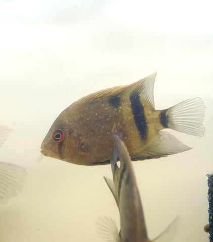 Panda Uaru Cichlid  - Live Fish (Size 3.5")