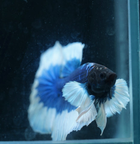 Dumbo Blue Butterfly Over Halfmoon - Live Aquarium Male Betta Fish