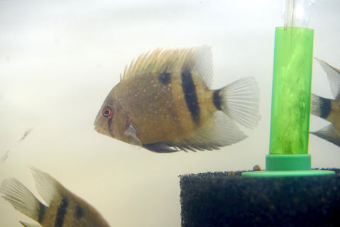 Panda Uaru Cichlid  - Live Fish (Size 3.5")