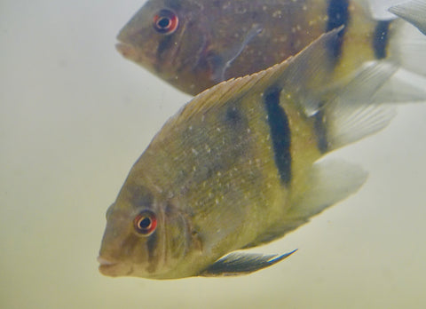 Panda Uaru Cichlid  - Live Fish (Size 3.5")