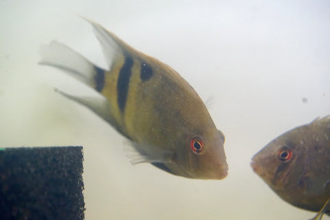 Panda Uaru Cichlid  - Live Fish (Size 3.5")