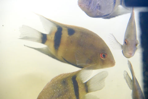 Panda Uaru Cichlid  - Live Fish (Size 3.5")