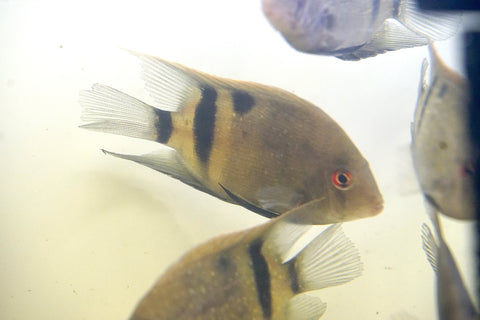 Panda Uaru Cichlid  - Live Fish (Size 3.5")