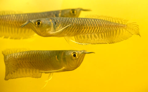 Silver Arowana - size 10”-12”