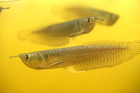 Silver Arowana - size 10”-12”