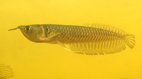 Silver Arowana - size 10”-12”