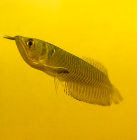 Silver Arowana - size 10”-12”