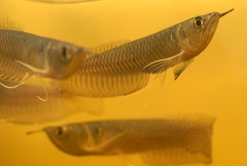 Silver Arowana - size 10”-12”