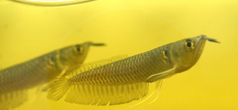 Silver Arowana - size 10”-12”