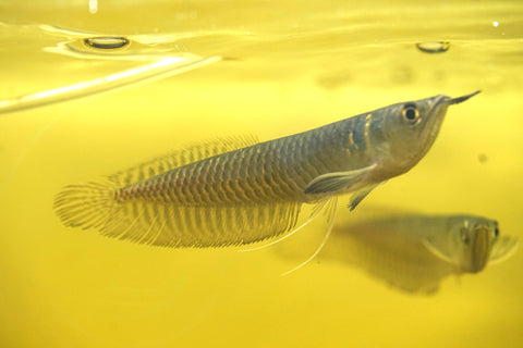 Silver Arowana - size 10”-12”