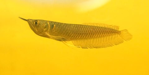 Silver Arowana - size 10”-12”