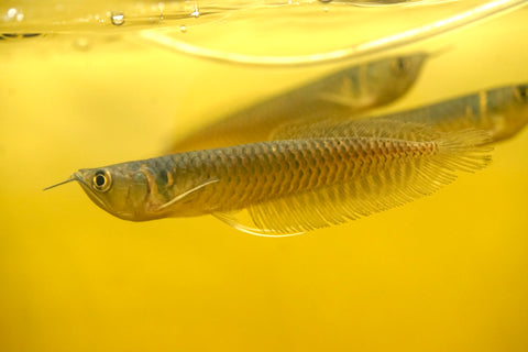 Silver Arowana - size 10”-12”