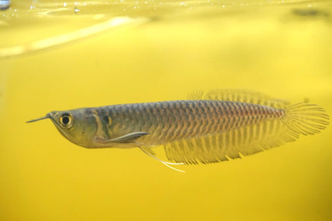 Silver Arowana - size 10”-12”