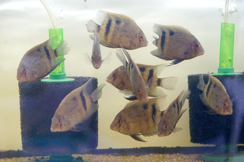 Panda Uaru Cichlid  - Live Fish (Size 3.5")