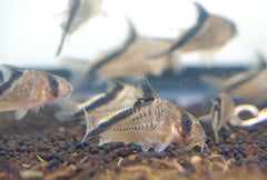 Cory Mellini Cat Fish size 1.2"
