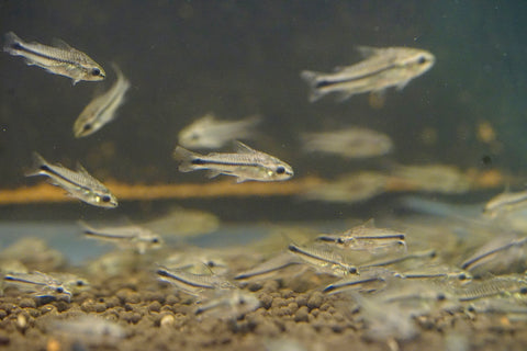 Pygmy Cory