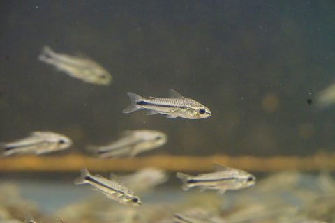 Pygmy Cory