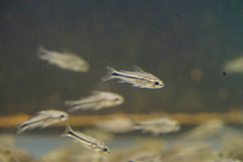 Pygmy Cory