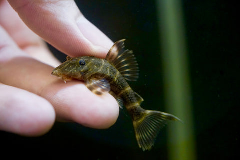 Clown Sucker Pleco size 1.2”