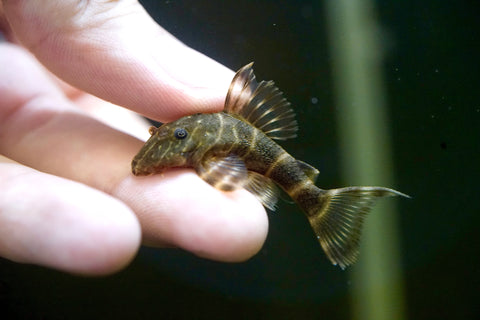 Clown Sucker Pleco size 1.2”