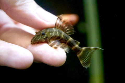 Clown Sucker Pleco size 1.2”