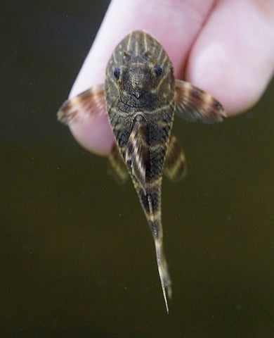 Clown Sucker Pleco size 1.2”