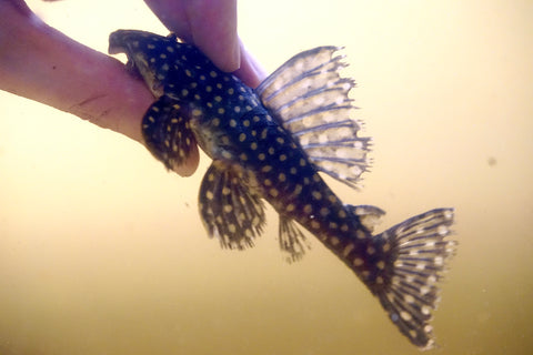 L471 - White Spotted Dwarf Hypancistrus size 4”