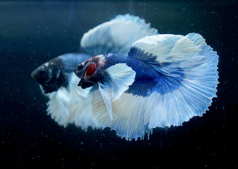 Dumbo Blue Butterfly Over Halfmoon - Live Aquarium Male Betta Fish