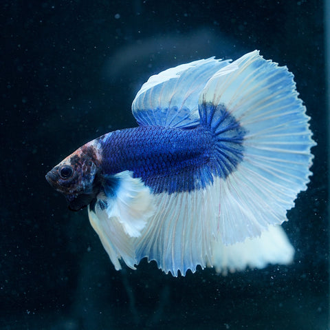 Dumbo Blue Butterfly Over Halfmoon - Live Aquarium Male Betta Fish