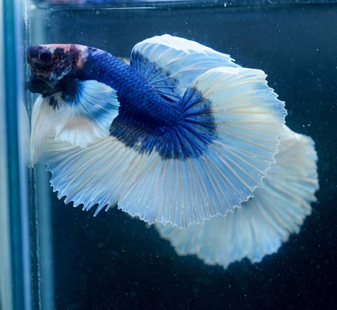 Dumbo Blue Butterfly Over Halfmoon - Live Aquarium Male Betta Fish