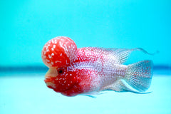 #1 (SRD) Size 4.5" Super Red Dragon Big Head Male Flowerhorn - Deep Red and Pearl