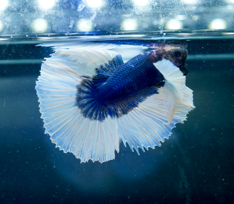 Dumbo Blue Butterfly Over Halfmoon - Live Aquarium Male Betta Fish