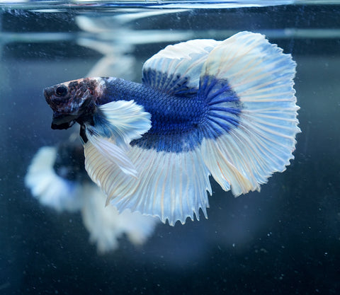 Dumbo Blue Butterfly Over Halfmoon - Live Aquarium Male Betta Fish