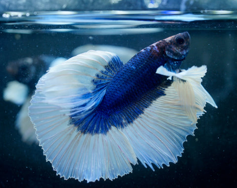 Dumbo Blue Butterfly Over Halfmoon - Live Aquarium Male Betta Fish