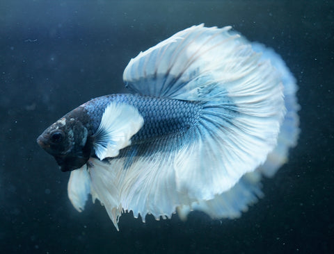 Dumbo Blue Shades Butterfly Over Halfmoon - Live Aquarium Male Betta Fish