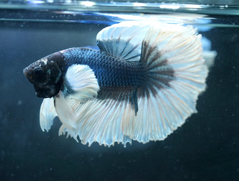 Dumbo Blue Shades Butterfly Over Halfmoon - Live Aquarium Male Betta Fish