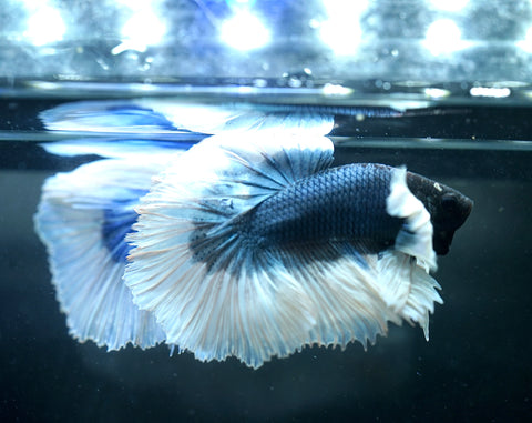 Dumbo Blue Shades Butterfly Over Halfmoon - Live Aquarium Male Betta Fish