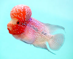 #2 (SRD) Size 4.5" Super Red Dragon Big Head Male Flowerhorn - Deep Red and Pearl
