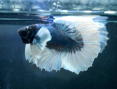 Dumbo Blue Shades Butterfly Over Halfmoon - Live Aquarium Male Betta Fish