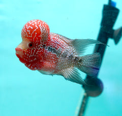 #3 (SRD) Size 4.5" Super Red Dragon Big Head Male Flowerhorn - Deep Red and Pearl